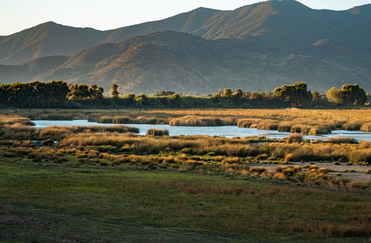 Humedal La Capilla Malloa