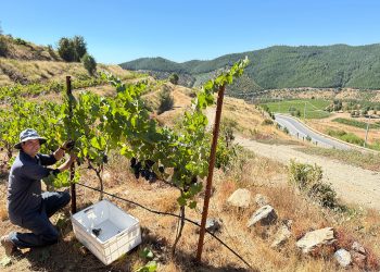 Le millésime 2025 a été marqué par des conditions uniques qui ont nécessité un travail méticuleux pour garantir la qualité des vins. Photo : Miguel Torres Chili.