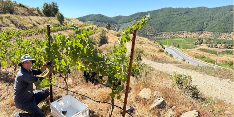 La cosecha 2025 estuvo marcada por condiciones únicas lo que requirió un trabajo minucioso para garantizar la calidad de los vinos. Foto: Miguel Torres Chile.