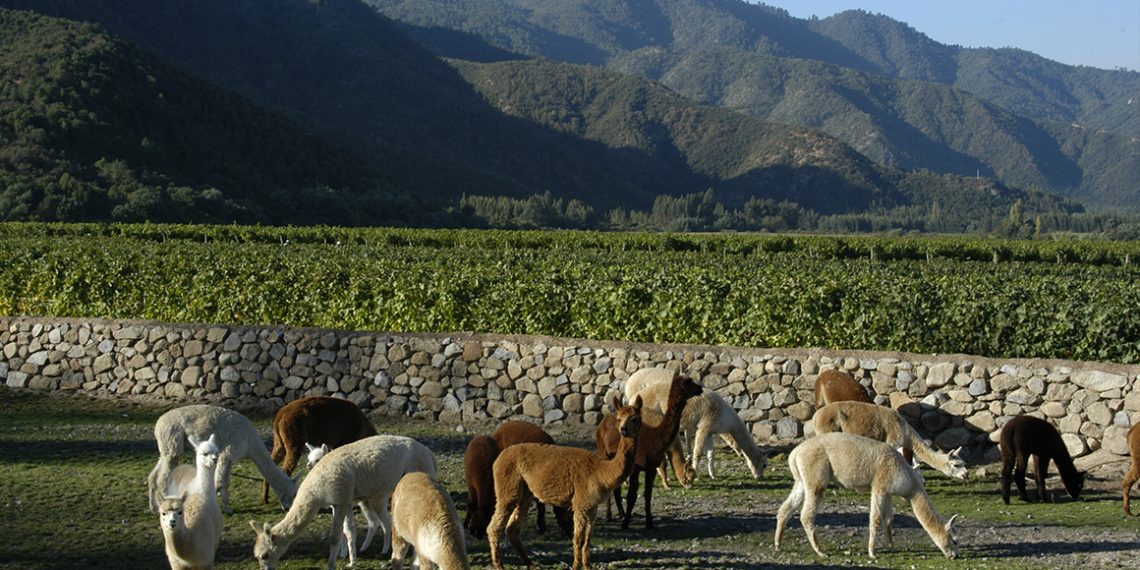 Viña Emiliana destaca por su producción 100 orgánica libre de pesticidas y con un profundo respeto por la biodiversidad. Fotos Viña Emiliana.