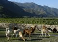 Viña Emiliana destaca por su producción 100 orgánica libre de pesticidas y con un profundo respeto por la biodiversidad. Fotos Viña Emiliana.