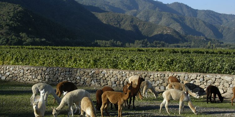 Viña Emiliana destaca por su producción 100 orgánica libre de pesticidas y con un profundo respeto por la biodiversidad. Fotos Viña Emiliana.