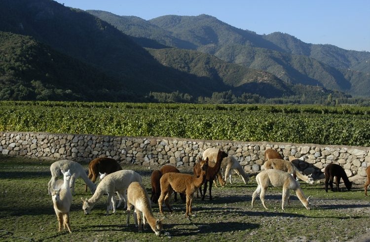 Viña Emiliana destaca por su producción 100 orgánica libre de pesticidas y con un profundo respeto por la biodiversidad. Fotos Viña Emiliana.