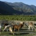 En Emiliana Organics Vineyards celebran el Mes de la Tierra