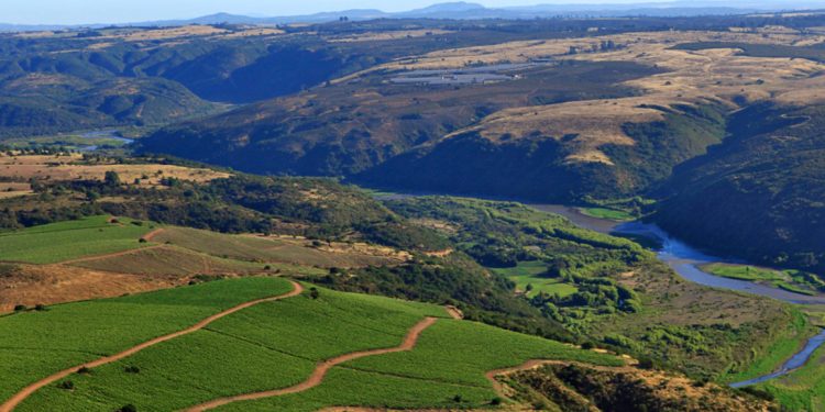 Viña Leyda é conhecida por ter descoberto o potencial do Vale de San Antonio para a viticultura de clima frio. Foto Viña Leyda