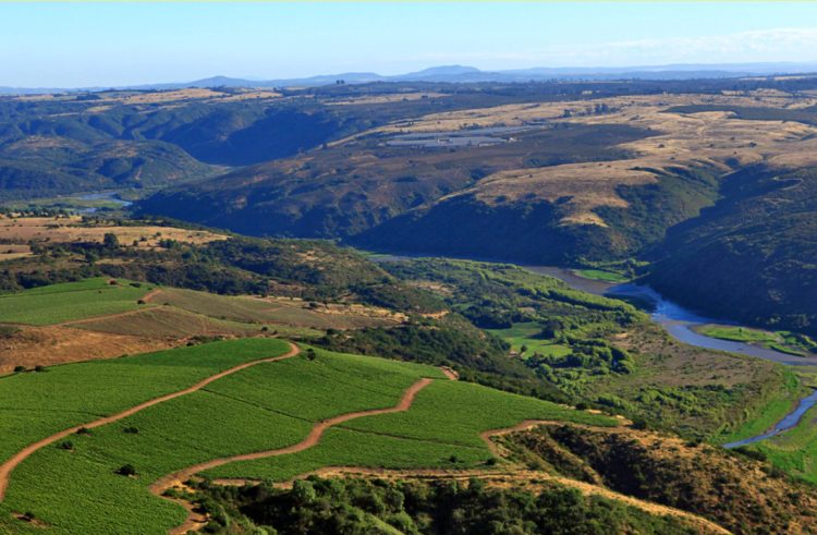 Viña Leyda es conocida por descubrir el potencial del Valle de San Antonio para la vitivinicultura de clima frío. Foto Viña Leyda