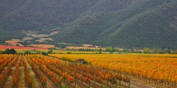 Invierno en Casablanca: la experiencia orgánica en Emiliana