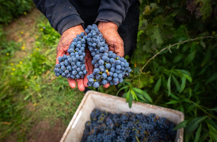 Catálogo de Selecciones entrega material vegetal de calidad sanitaria superior favoreciendo viñedos con mejor proyección a largo plazo. Foto Nick Charlesworth