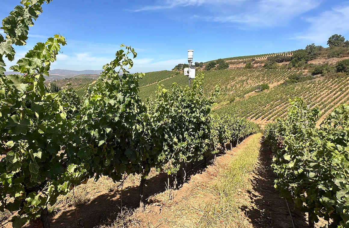 la integración de estas soluciones busca avanzar hacia una viticultura más sostenible precisa y tecnológicamente avanzada - de chile al paladar | noticias del vino en chile