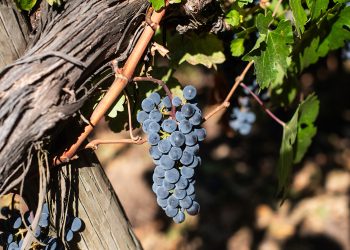 El programa incluye una sesión de biotecnología para tratar la gestión microbiana y efectos en la calidad del vino. Foto Nick Charlesworth