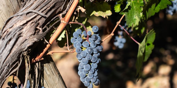 El programa incluye una sesión de biotecnología para tratar la gestión microbiana y efectos en la calidad del vino. Foto Nick Charlesworth