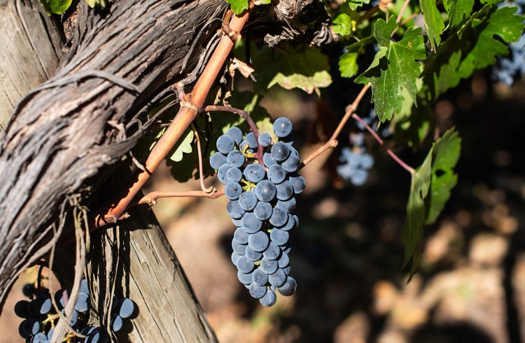 El programa incluye una sesión de biotecnología para tratar la gestión microbiana y efectos en la calidad del vino. Foto Nick Charlesworth