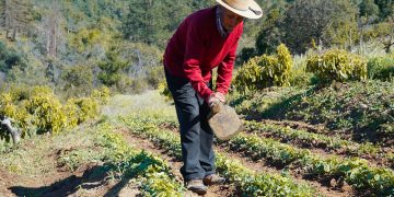 La vallée de Lolol progresse dans sa consolidation en tant que destination rurale durable, intégrant le tourisme, la culture et la production locale. Photo de Turismo Lolol