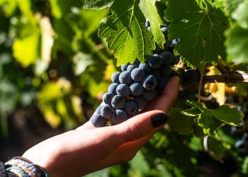 El Primer Informe de Previsión de Vendimia 2026 proporciona una visión preliminar de condiciones productivas a lo largo de Chile vitivinícola durante la primera etapa de la temporada 2025-2026. Foto Nick Charlesworth.