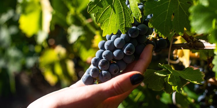 El Primer Informe de Previsión de Vendimia 2026 proporciona una visión preliminar de condiciones productivas a lo largo de Chile vitivinícola durante la primera etapa de la temporada 2025-2026. Foto Nick Charlesworth.
