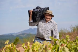 Víctor Castellón propietario y fundador de Viña Castellón