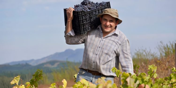 víctor castellón propietario y fundador de viña castellón - de chile al paladar | noticias del vino en chile Víctor Castellón propietario y fundador de Viña Castellón