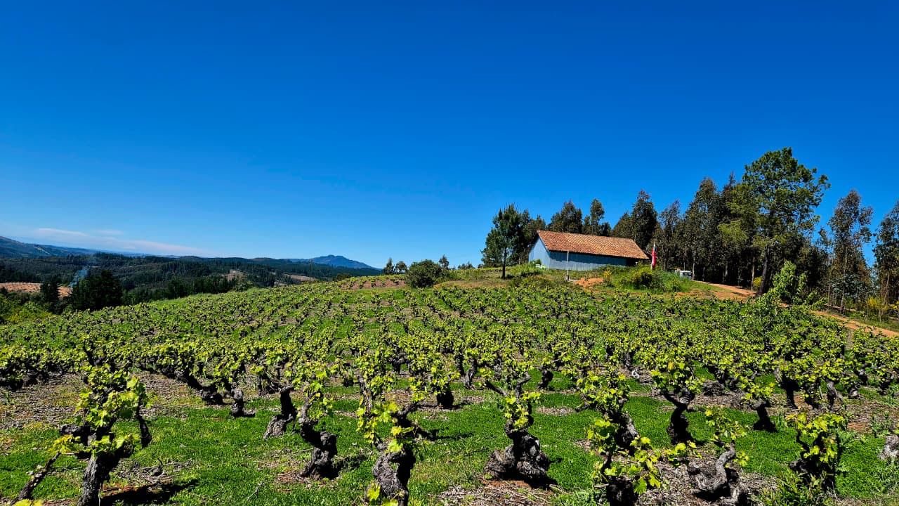 viña castellón es una pequeña bodega del valle del itata, a pocos minutos de la ciudad de concepción o chillán. foto: viña castellón. - de chile al paladar | noticias del vino en chile