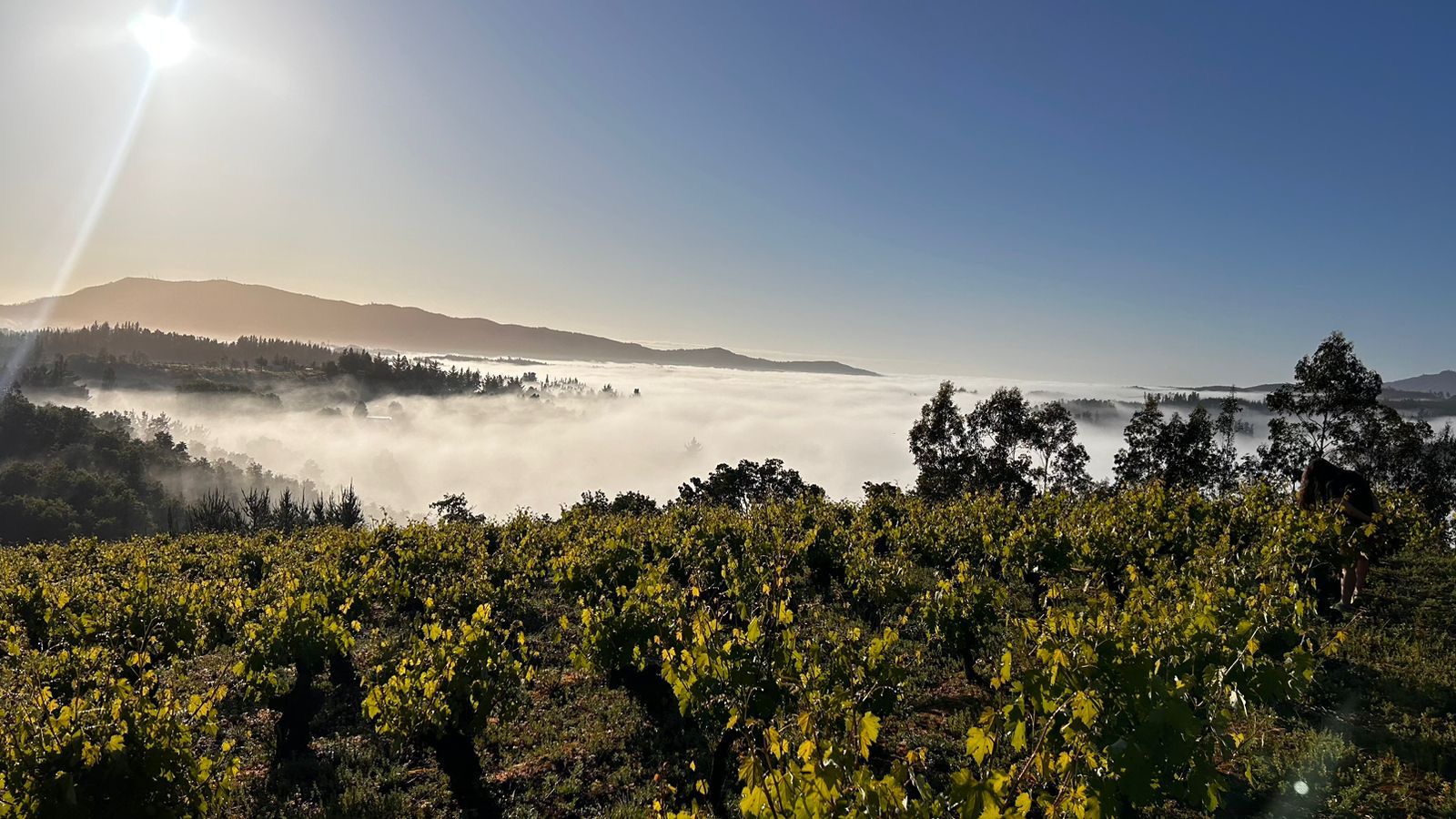"si tuviera que definir el espíritu del itata en una sola palabra, sería resiliencia. y si tuviera que hacerlo en una copa, sería la de un vino honesto", indica víctor castellón. foto: viña castellón. - de chile al paladar | noticias del vino en chile