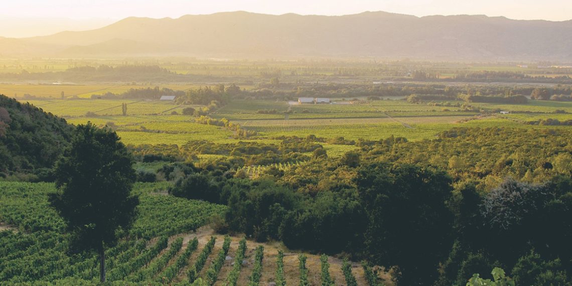 Emiliana es una viña líder en materia de sustentabilidad en Chile y reconocida internacionalmente por su compromiso con la agricultura orgánica. Foto: Viña Emiliana