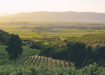 Emiliana es una viña líder en materia de sustentabilidad en Chile y reconocida internacionalmente por su compromiso con la agricultura orgánica. Foto: Viña Emiliana