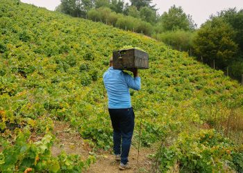 La versión 2026 reunirá vinos provenientes de los valles de Itata, Biobío, Malleco, Cautín, Osorno y Chile Chico. Foto. Guía de Vinos de Itata.