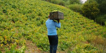 La versión 2026 reunirá vinos provenientes de los valles de Itata, Biobío, Malleco, Cautín, Osorno y Chile Chico. Foto. Guía de Vinos de Itata.