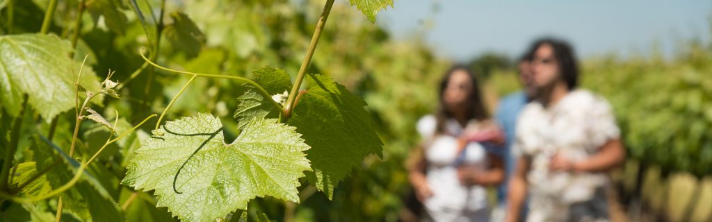 Picture of enotourists in Chile