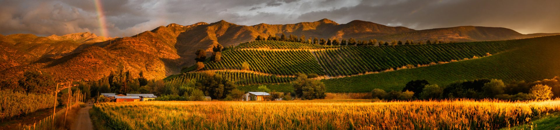 Photo of Colchagua Valley Vineyards in Chile with Rainbow.