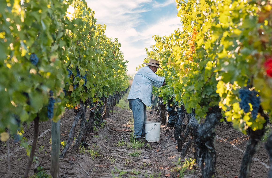 La diversidad geográfica de Chile define el carácter de la cosecha con realidades distintas entre Limarí el centro-sur y el sur del país. Foto: Miguel Torres Chile.