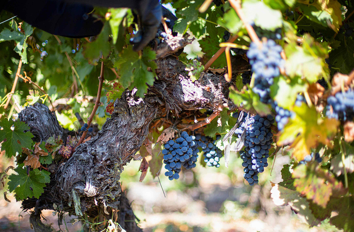 La gestión eficiente del agua la energía y la relación con las comunidades son parte clave del enfoque sustentable adoptado por las viñas del valle. Foto: Viña Ravanal.