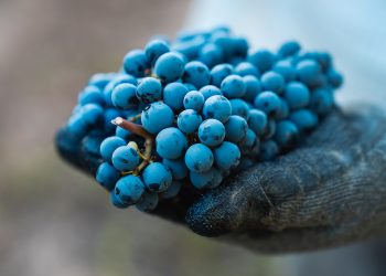 La vendimia 2026 en el norte del país se adelantó cerca de 12 días marcada por altas temperaturas que aceleraron la madurez de la fruta. Foto: Miguel Torres Chile.