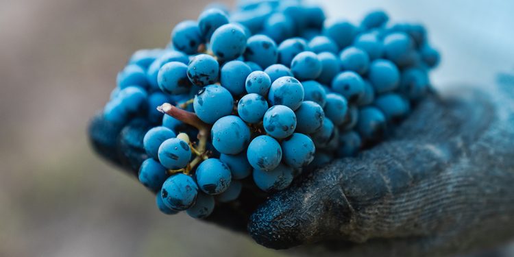 La vendimia 2026 en el norte del país se adelantó cerca de 12 días marcada por altas temperaturas que aceleraron la madurez de la fruta. Foto: Miguel Torres Chile.