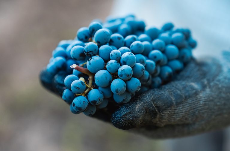 La vendimia 2026 en el norte del país se adelantó cerca de 12 días marcada por altas temperaturas que aceleraron la madurez de la fruta. Foto: Miguel Torres Chile.