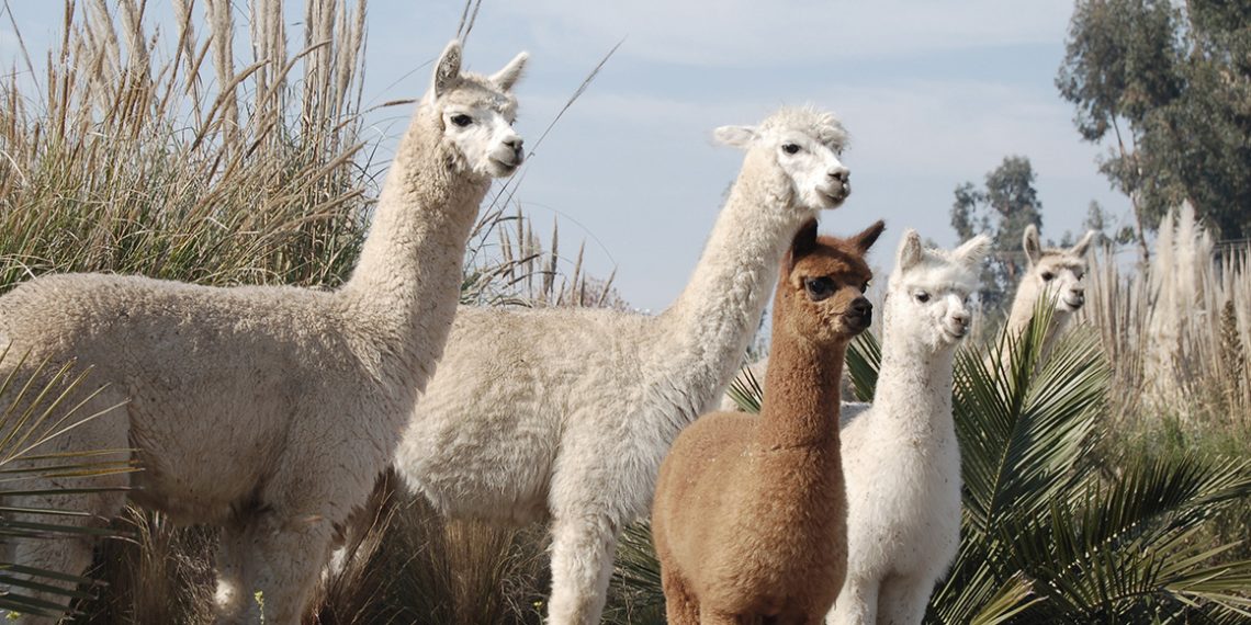 Emiliana es viña líder en materia de sustentabilidad en Chile y reconocida internacionalmente por su compromiso con la agricultura orgánica. Foto: Cedida.
