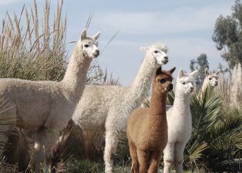 Emiliana es viña líder en materia de sustentabilidad en Chile y reconocida internacionalmente por su compromiso con la agricultura orgánica. Foto: Cedida.