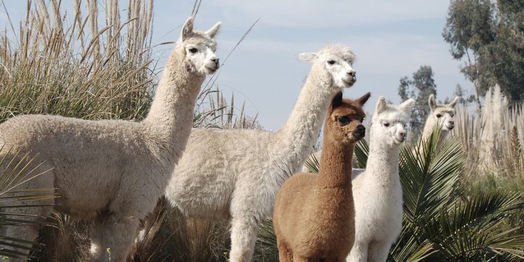 emiliana es viña líder en materia de sustentabilidad en chile y reconocida internacionalmente por su compromiso con la agricultura orgánica foto cedida de chile al paladar | noticias del vino en chile Emiliana es viña líder en materia de sustentabilidad en Chile y reconocida internacionalmente por su compromiso con la agricultura orgánica. Foto: Cedida.