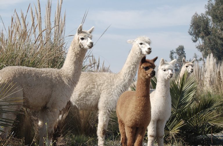 Emiliana es viña líder en materia de sustentabilidad en Chile y reconocida internacionalmente por su compromiso con la agricultura orgánica. Foto: Cedida.