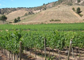 En Cachapoal se advierte un desarrollo más gradual en una vendimia de ritmos diversos Foto ANIAE