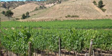 En Cachapoal se advierte un desarrollo más gradual en una vendimia de ritmos diversos Foto ANIAE