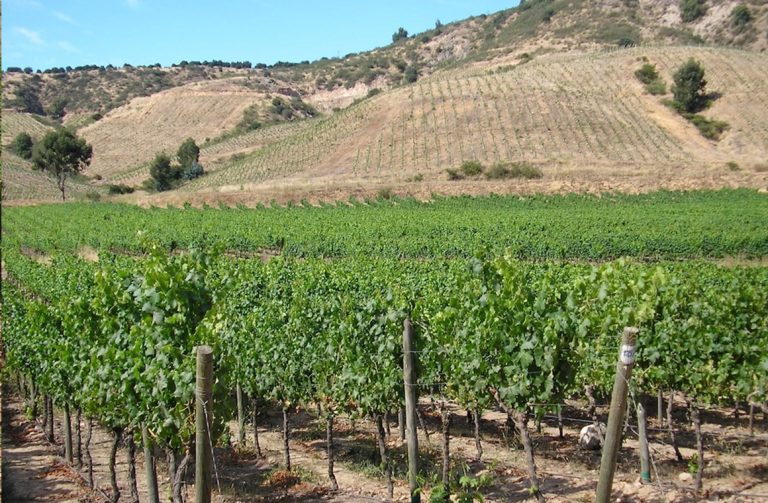 En Cachapoal se advierte un desarrollo más gradual en una vendimia de ritmos diversos Foto ANIAE