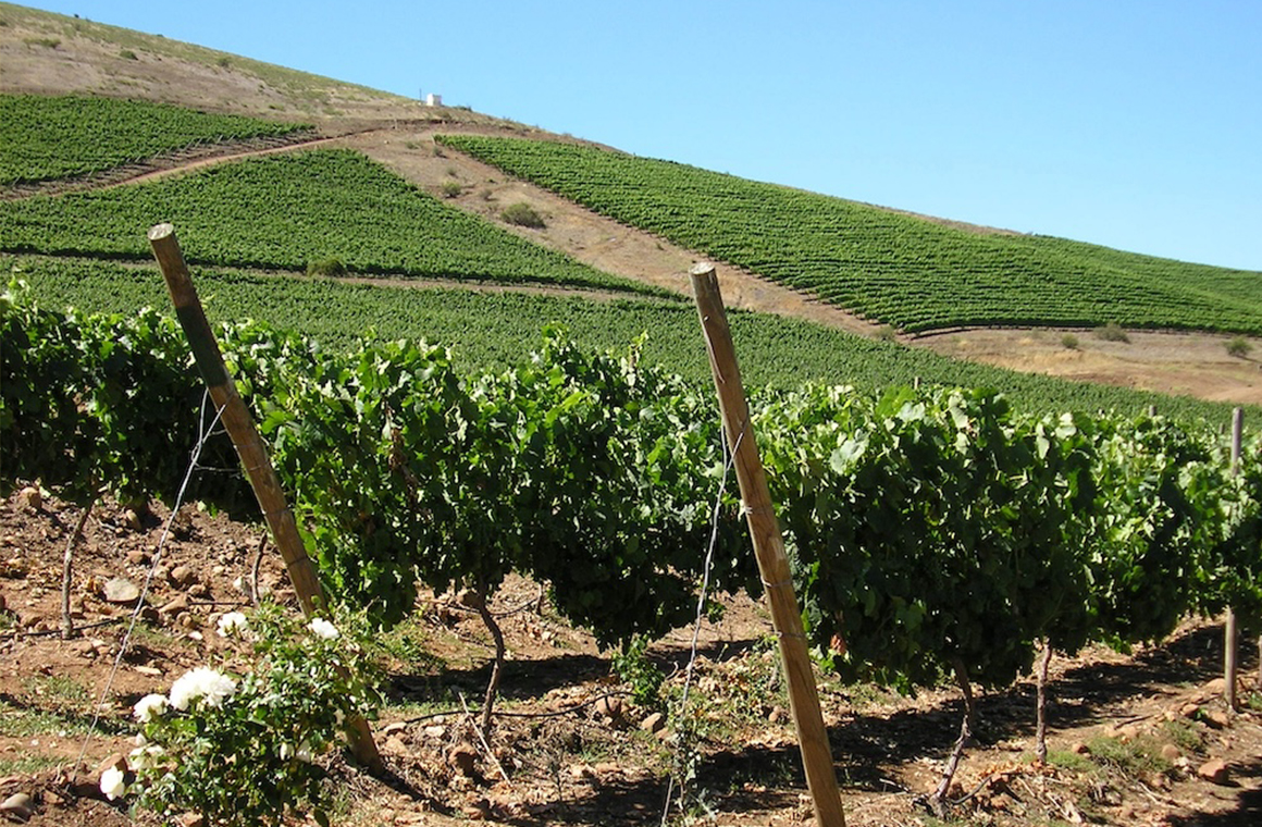 Limarí tuvo presencia calor y déficit hídrico que marcan una temporada adelantada Foto ANIAE.