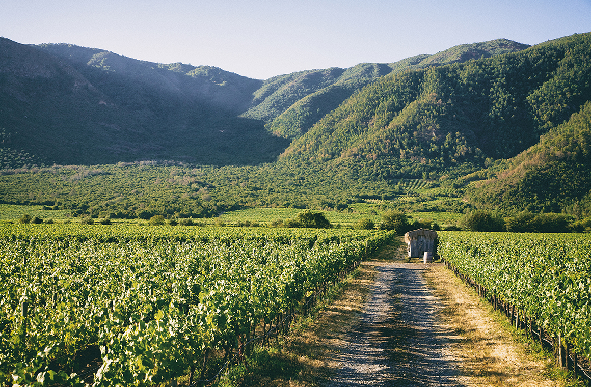 los vinos de viña emiliana son regenerativos orgánicos libres de pesticidas tóxicos herbicidas saborizantes y colorantes artificiales foto cedida de chile al paladar | noticias del vino en chile Los vinos de Viña Emiliana son regenerativos-orgánicos libres de pesticidas tóxicos herbicidas saborizantes y colorantes artificiales. Foto: Cedida.