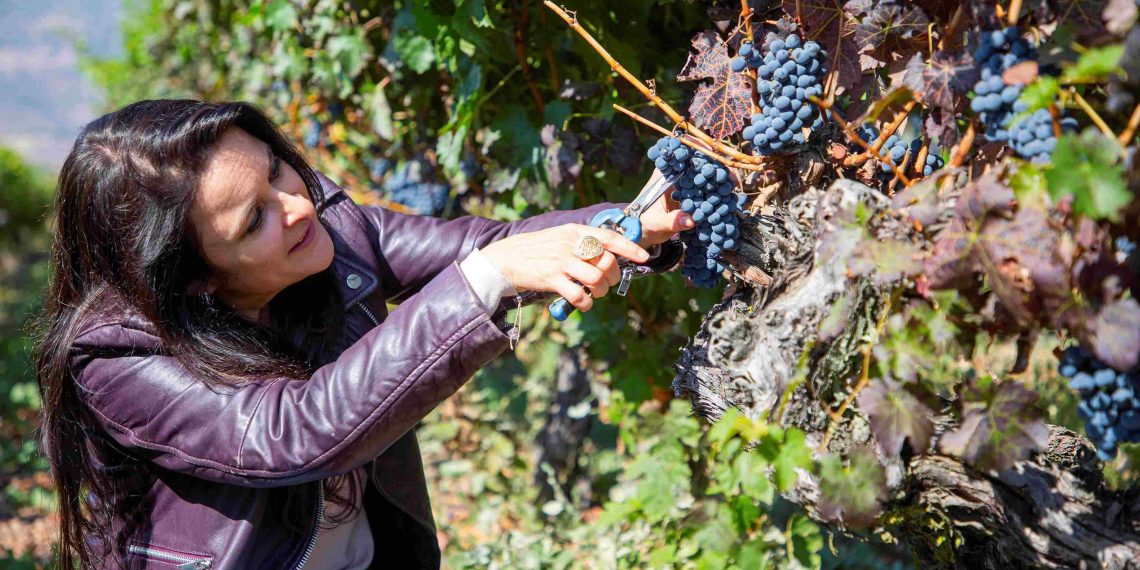 Cosecha 2026 mostró cifras que muestran a las variedades Cabernet Sauvignon, Syrah y Carmenere al alza. Foto: Viña Ravanal
