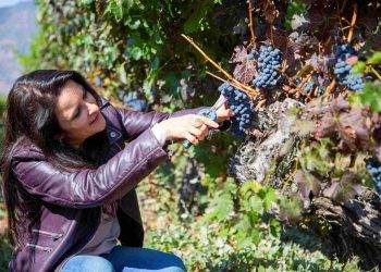 The 2026 harvest showed figures highlighting an upward trend for the Cabernet Sauvignon, Syrah, and Carmenere varieties. Photo: Viña Ravanal