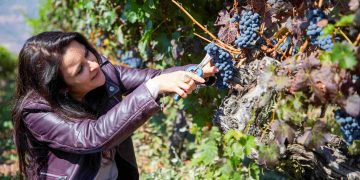 The 2026 harvest showed figures highlighting an upward trend for the Cabernet Sauvignon, Syrah, and Carmenere varieties. Photo: Viña Ravanal