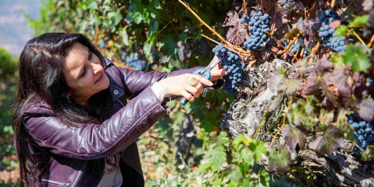 The 2026 harvest showed figures highlighting an upward trend for the Cabernet Sauvignon, Syrah, and Carmenere varieties. Photo: Viña Ravanal