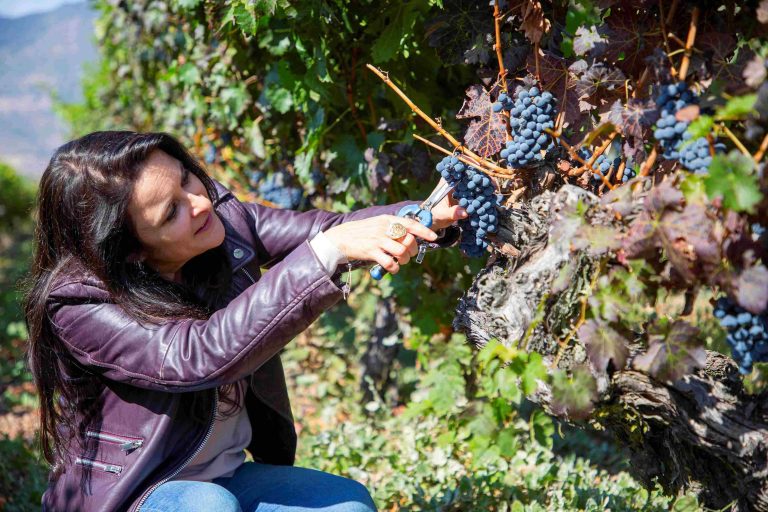 Cosecha 2026 mostró cifras que muestran a las variedades Cabernet Sauvignon, Syrah y Carmenere al alza. Foto: Viña Ravanal