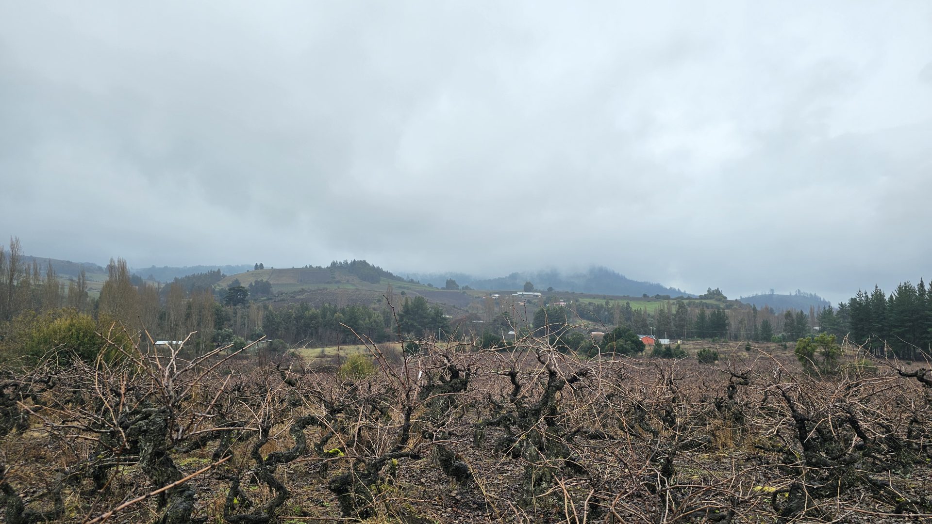 El proyecto se enfoca resaltar el valor de las parras centenarias, las técnicas de viticultura tradicional en el secano, las recetas de vinificación tradicional y la rica historia patrimonial. Foto: Cedida.