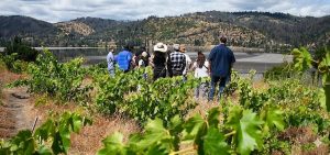 El PTI Vitivinícola Biobío está destinado a beneficiar directamente a productores de vino de la Región del Biobío. Foto: Cedida.